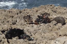 Image du Maroc Professionnelle de  Des poulets sacrifié pour garantir la suite d'un voeux demandé au saint Sidi Abderrahmane gisent sur le rocher de 'l'îlot de Sidi Abderrahman situé à quelques mètres de la corniche de Casablanca, un peu plus loin de la koubba qui abrite le marabout ; Les pèlerins pour se purifier, intentionnellement jeter un sort ou, juste, faire un sacrifice    à Casablanca, Lundi  7 Octobre 2012. (Photo / Abdeljalil Bounhar)

 